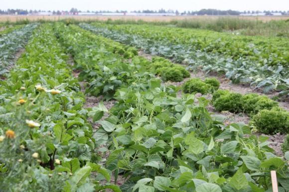 moestuin1.jpg