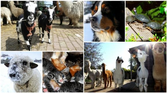 Dieren.jpg
