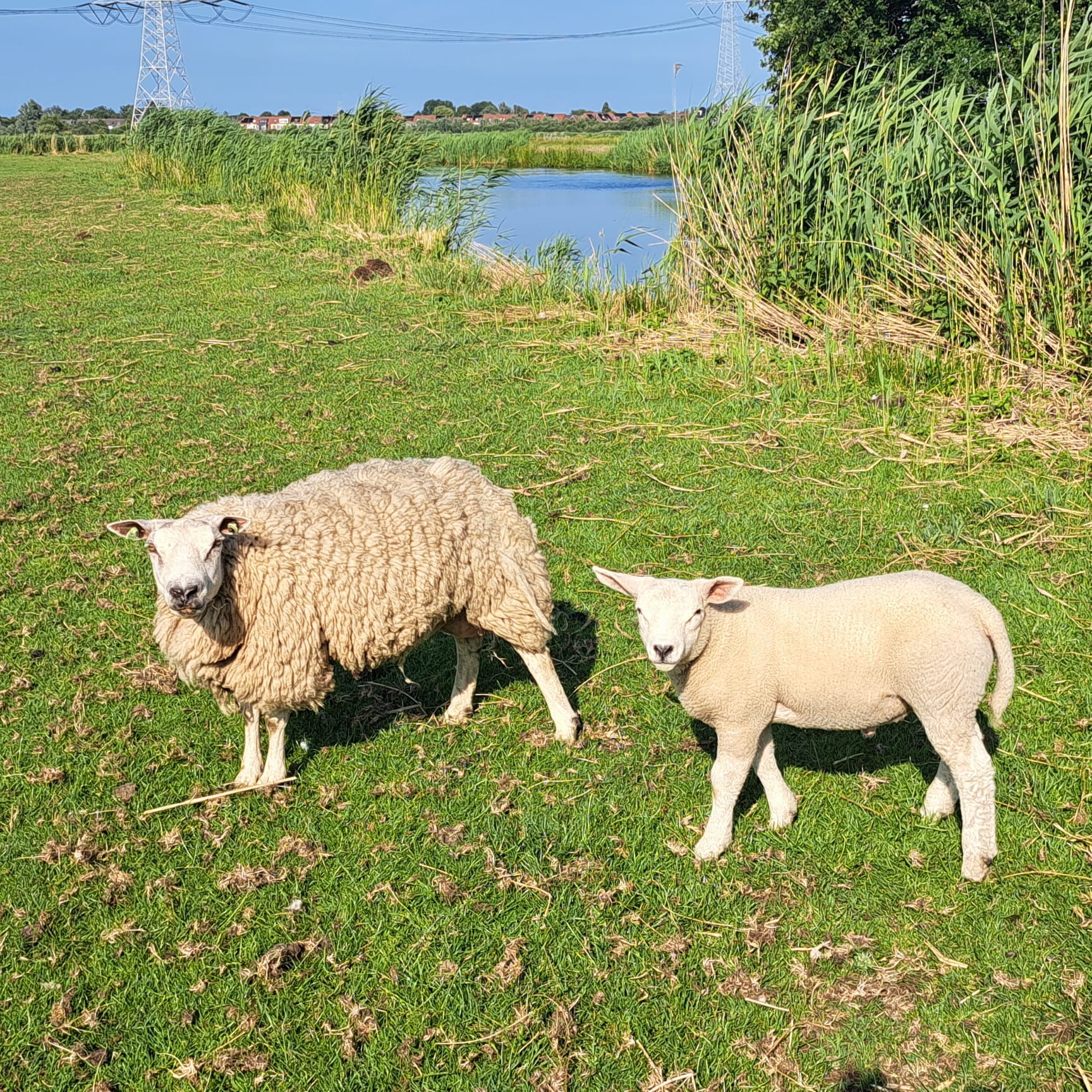 Thuis bij de boer (3)
