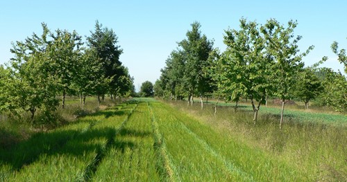 Agroforestry