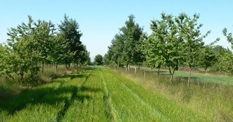 Agroforestry